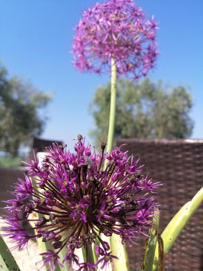 Agriturismo Podere Verdicchio سكانسانو المظهر الخارجي الصورة